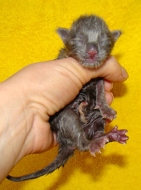 ���� ��� ������� ��������� Catsvill County!  ���� ����! ������ ������ ���� ���! ���� ��� ������ ������ � ����� ����!!! �������� ���� ����� Catsvill County +7-926-544-74-09  ���� ��� �������� ������. ���� ��� ������, ���� ��� �������, ���� ��� ������,  ���� ��� ����, ���� ��� ��������, ���� ����,  ������ ������ ���� ���,  ������ ����-����, ����� ������� ������ �����, ����� ����� ������!